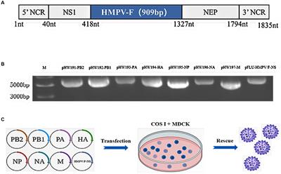 A chimeric influenza virus vaccine expressing fusion protein epitopes induces protection from human metapneumovirus challenge in mice